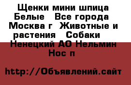 Щенки мини шпица Белые - Все города, Москва г. Животные и растения » Собаки   . Ненецкий АО,Нельмин Нос п.